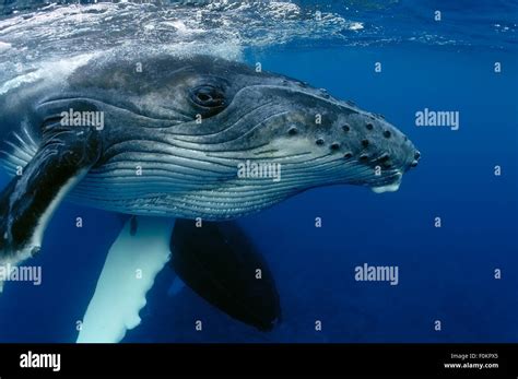 CLOSE-UP VIEW OF YOUNG HUMPBACK WHALE HEAD Stock Photo - Alamy