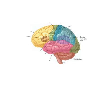 Identify the Brain regions Quiz