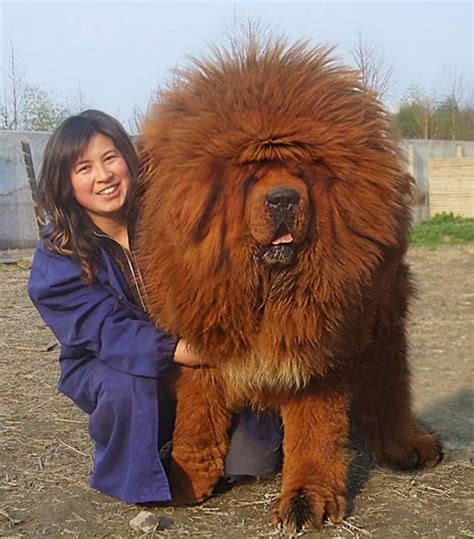 15 Facts About Tibetan Mastiffs Which Will Fascinate You To Have One | Postoast