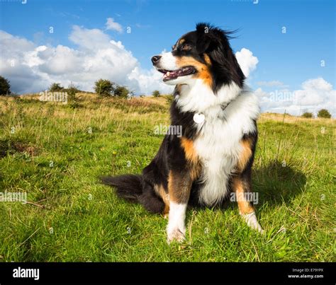 Tri Color Border Collie Puppies