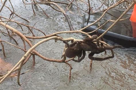 Moment nature lover rescues huge 'whistling' spider from flood in ...