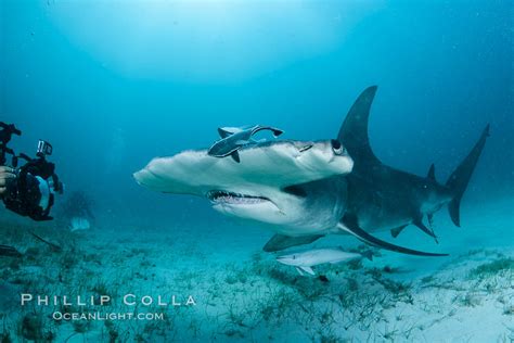 Great Hammerhead Shark, Sphyrna Mokarran, Bimini, Bahamas, #31972