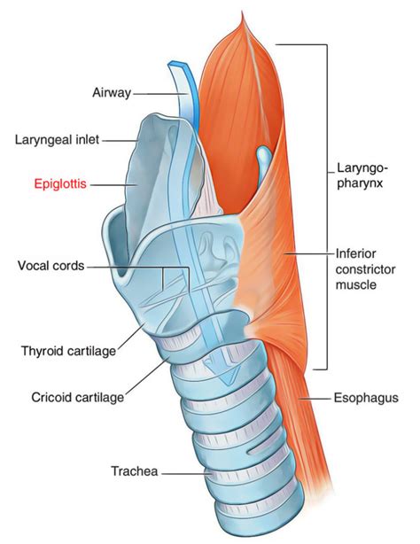 Epiglottis Anatomy – Earth's Lab