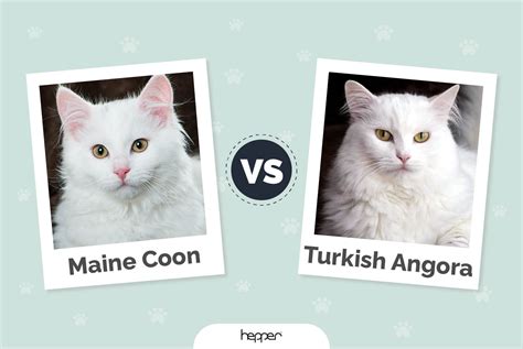 Maine Coon vs Turkish Angora: Differences Explained (With Pictures ...