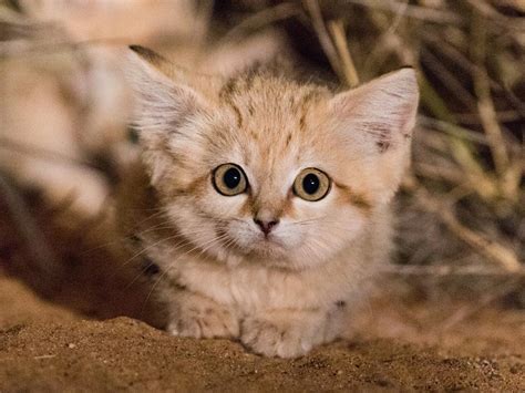 Watch First Video of Sand Cat Kittens Romping in the Wild | Smart News | Smithsonian