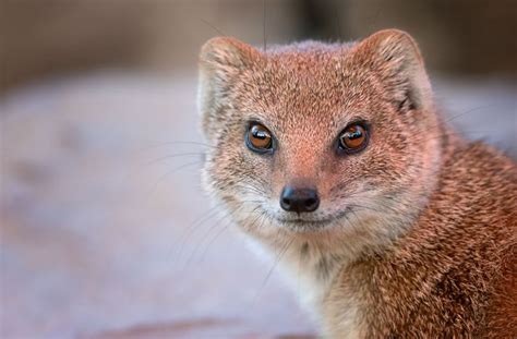 8 Magnificent Facts About Mongooses | Animaux