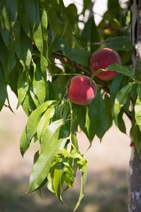 Peach Free Stock Photo - Public Domain Pictures