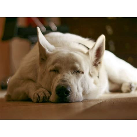 Wolf Pet Puppy Relax Dog Cute Sleeping White-12 Inch By 18 Inch Laminated Poster With Bright ...