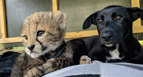 ‘C’ is for cute, cheetah and cub! - National Zoo & Aquarium