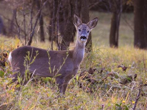 Premium Photo | Portrait of deer standing at forest