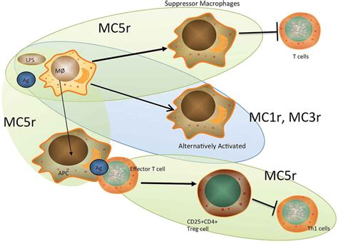 Effects of different melanocortin receptors on immune activity. Through... | Download Scientific ...