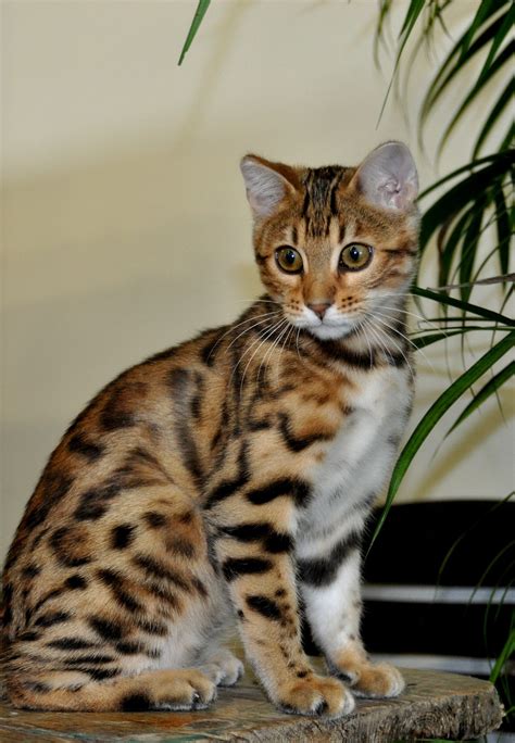 Pin on Bengal ~ majestic