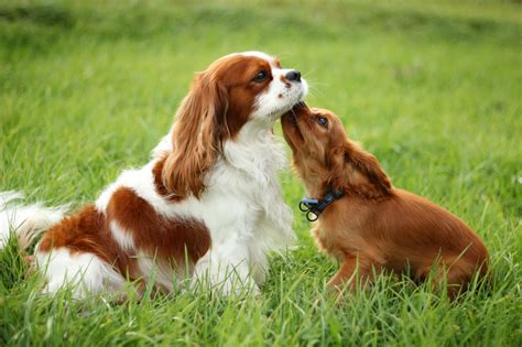 Cavalier King Charles Spaniel Breed Guide - Learn about the Cavalier ...