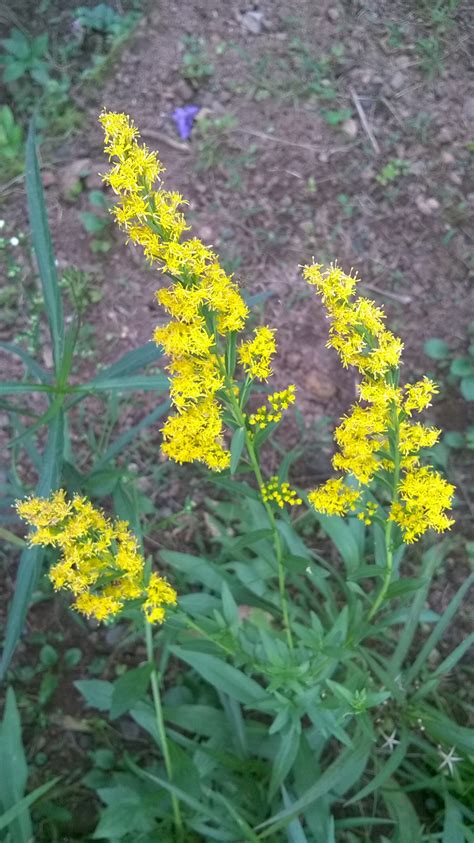 Goa Flowers | Variety of Goan Flowers