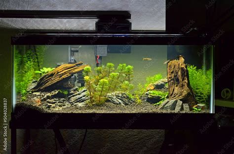 A 20 Gallon Long Planted Aquarium with Small Fish (Zebrafish Danio Rerio) and Live Plants ...