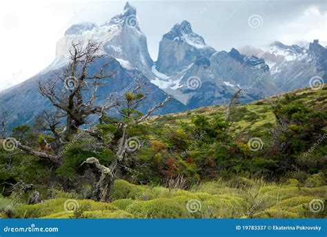 Flora of Torres del Paine stock image. Image of national - 19783337