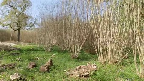 What is coppicing? - YouTube