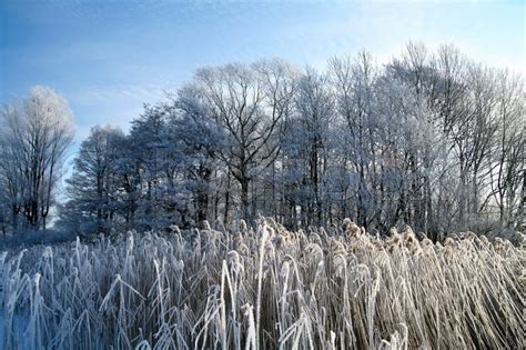 Winter in denmark, a field with trees ... | Stock image | Colourbox