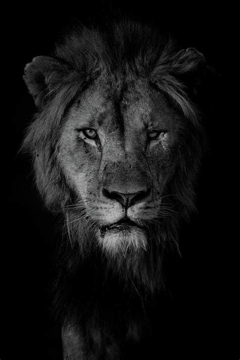 Lion head out of the darkness. Photograph by Allen Trivett | Fine Art ...