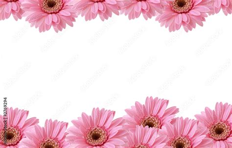 pink flowers border Stock Photo | Adobe Stock