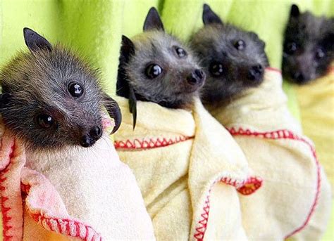 Flying Fox Bat babies in Australia. | Everything Batty | Pinterest | Bats, Baby bats and Just love