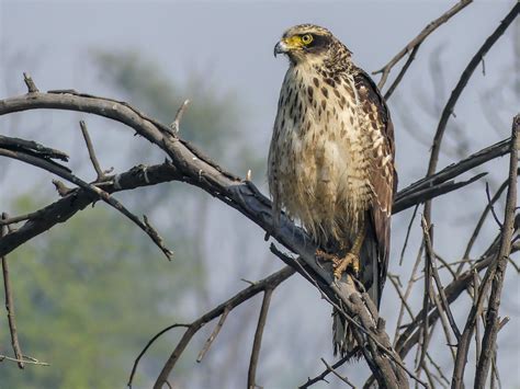 Crested Serpent Eagle | Bubo Birding