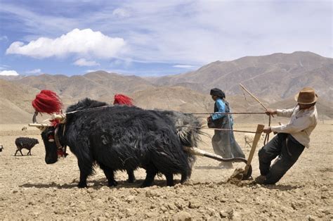 Farming | Thailand travel photography, Asia photography, Tibet photography