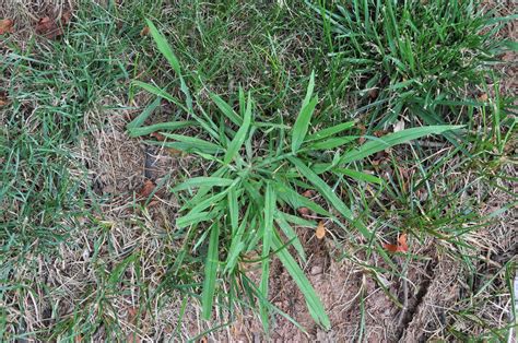 The Importance of Crabgrass Control - Fairway Green Inc.