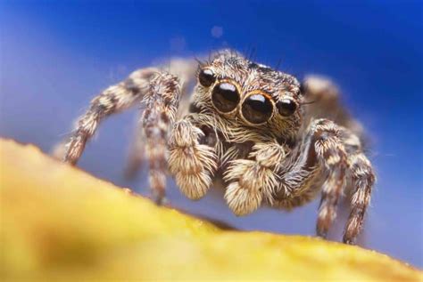 30 Jumping Spider Facts That Are Too Cute To Miss - Facts.net