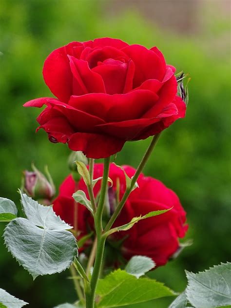 Des Roses Rouge Gros Plans - Photo gratuite sur Pixabay