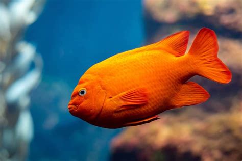 Garibaldi Fish (Hypsypops rubicundus): Ultimate Care Guide - Fish Laboratory