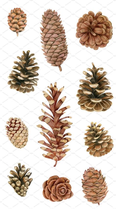 Watercolor pine cones clipart set | Pine cone art, Watercolor art lessons, Wreath watercolor