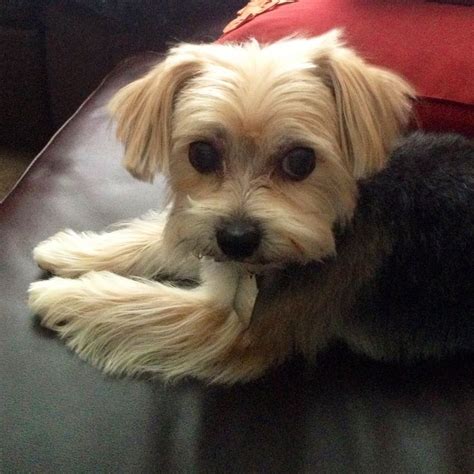 Morkie | zebrakat | Morkie puppies, Morkie haircuts, Shorkie puppies