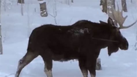 Watch This Rare Footage of a Moose Shedding Its Antlers | Mental Floss