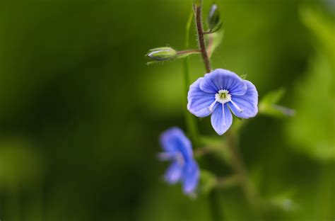 Macro photography of blue and white flower, veronica persica HD ...