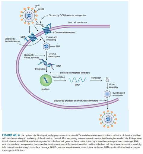 Entry Inhibitors