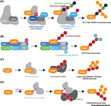 Assembly and function of branched ubiquitin chains: Trends in ...