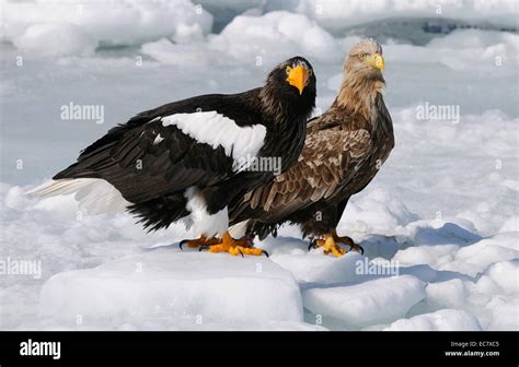 Stellers Sea Eagle Size Comparison