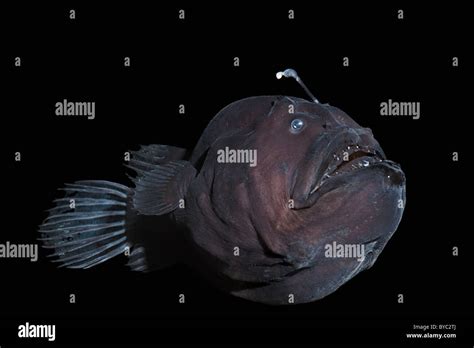 Black Devil Deep Sea Anglerfish