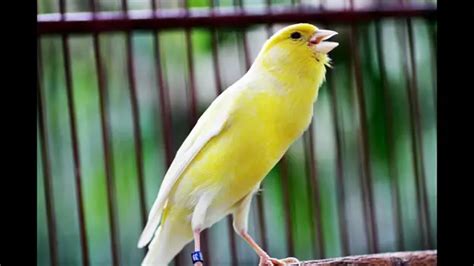 Canary Molting and Not Singing: Should I Be Worried? | Birds Coo