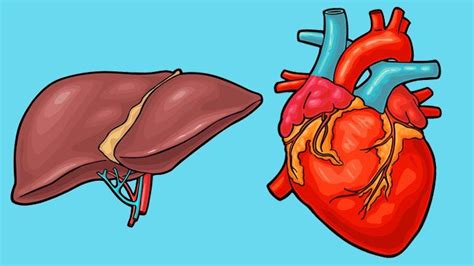 What Is Transthyretin Amyloid Cardiomyopathy? | Everyday Health