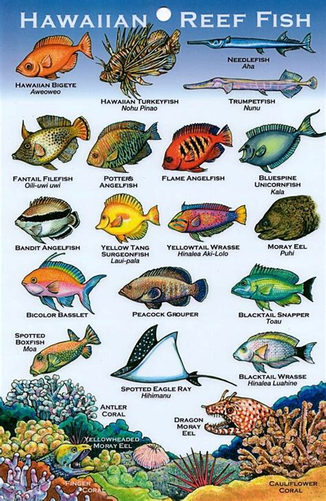 Hawaii Reef Fish | Hawaii, Tropical fish, Marine animals