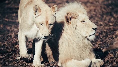 The Natural Habitat of White Lions | Animals - mom.me