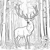 Forest elk coloring Page Lulu Pages sketch template