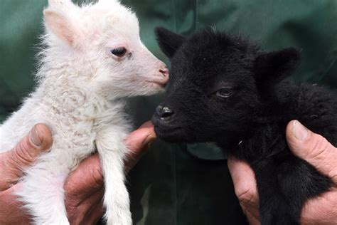 Researchers created an artificial womb in which premature lambs lived for a month | Good Deeds