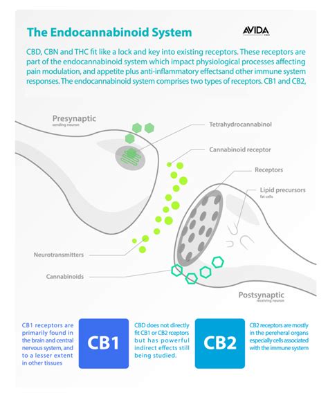 Endocannabinoid System - The Function Explained