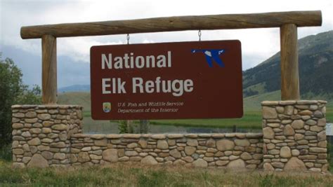 National Elk Refuge - The Lodge Bronze Buffalo Ranch