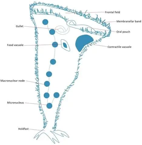 Stentor Coeruleus Vorticella Diagram, Dugesia, Angle, Text,, 56% OFF