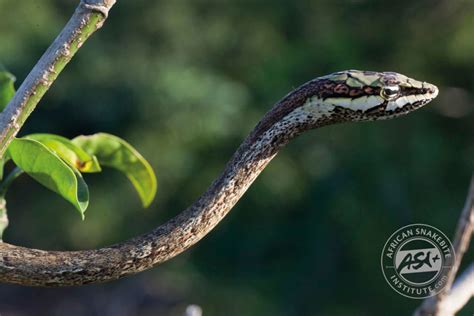 Southern Twig Snake - African Snakebite Institute