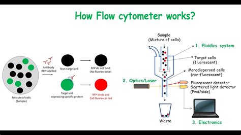 facs flow cytometry protocol - Most Personal Website Image Library